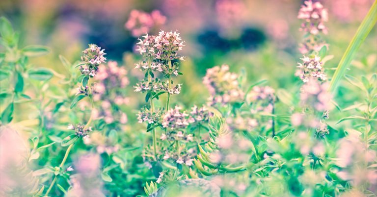 benefici-fitoterapia